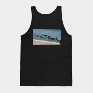 A Lot of Canada Geese Goslings Swimming Tank Top